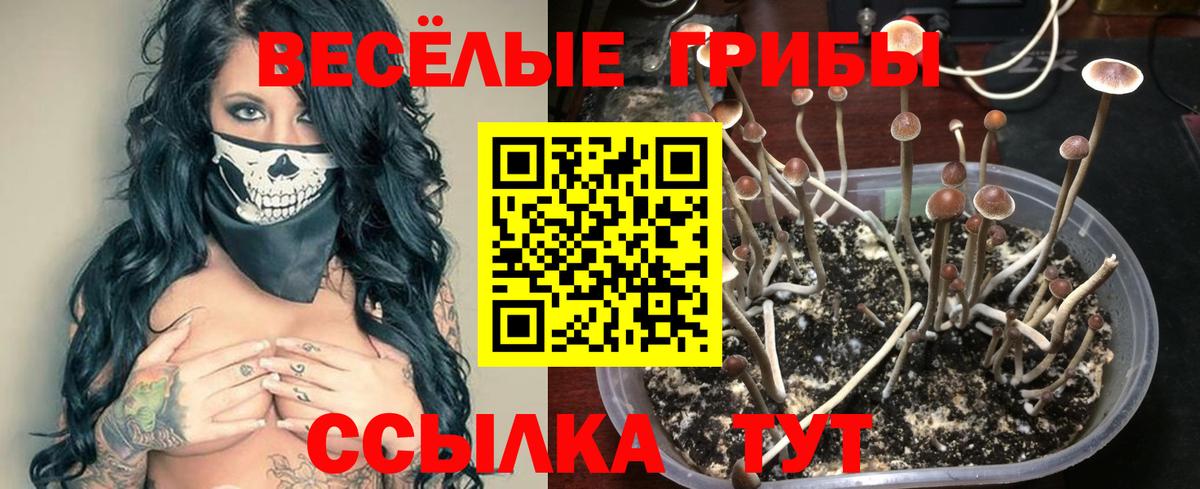 Галлюциногенные грибы GOLDEN TEACHER Зеленокумск